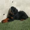 Rascal
