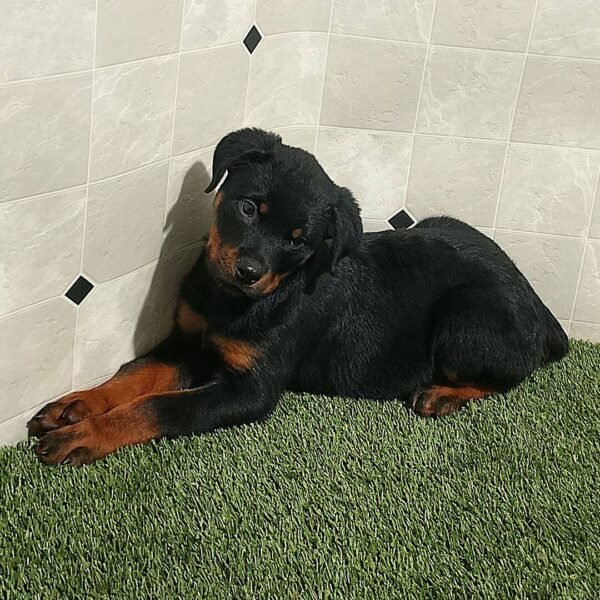Rascal