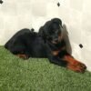 Rascal