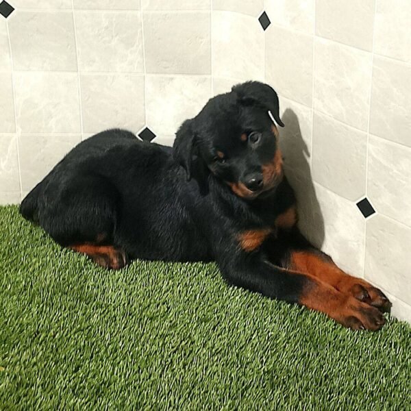 Rascal
