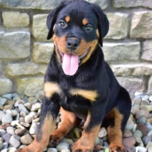 Rambo