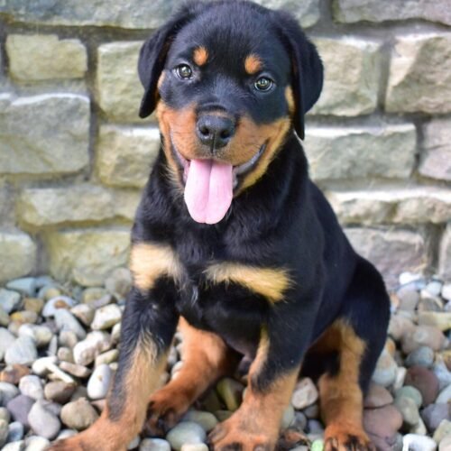 Rambo