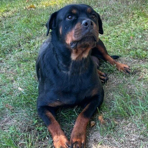 IMG_1126 Rambo