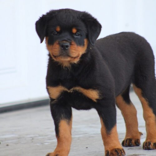 Darcy
