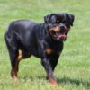 IMG_1139 Darcy