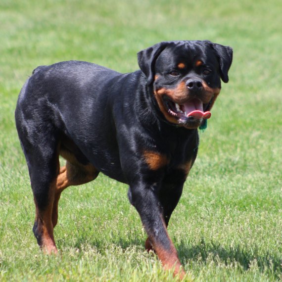 IMG_1139 Darcy
