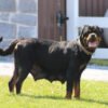 IMG_1140 Darcy