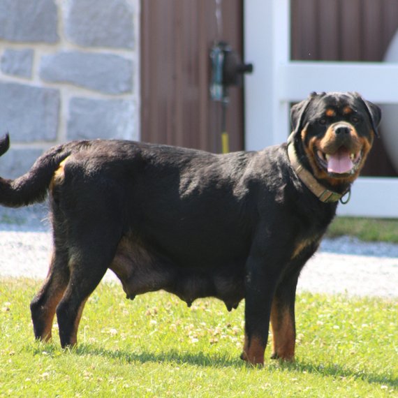 IMG_1140 Darcy