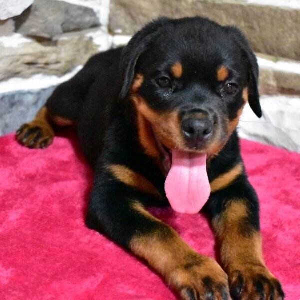 Lilly