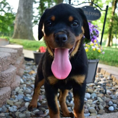 Lilly